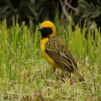 Wikłacz łuskowany - Ploceus spekei - Speke's Weaver