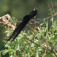 Wdówka rajska - Vidua paradisaea - Eastern Paradise Whydah