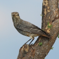 Nagórnik - Monticola saxatilis - Common Rock Thrush