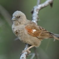 Wróbel papugodzioby - Passer gongonensis - Parrot-billed Sparrow