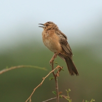 Afroskowronek rdzawolicy - Calendulauda poecilosterna - Pink-breasted Lark