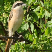 Dzierzba pustynna - Lanius isabellinus - Isabelline Shrike