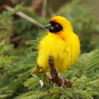 Wikłacz akacjowy - Ploceus vitellinus - Vitelline Masked-Weaver