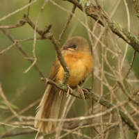 Dżunglotymal rdzawy - Argya rubiginosa - Rufous Chatterer