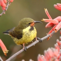 Nektarnik czarnoskrzydły - Cinnyris mariquensis - Marico Sunbird