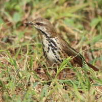 Palmodrozd plamisty - Cichladusa guttata - Spotted Palm Thrush