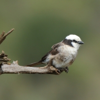 Białoczub białorzytny - Eurocephalus rueppelli - Northern White-crowned Shrike