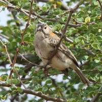 Łuskogłowik rdzawoszyi - Sporopipes frontalis - Speckle-fronted Weaver