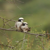 Białoczub białorzytny - Eurocephalus rueppelli - Northern White-crowned Shrike