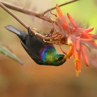 Nektarnik czarnoskrzydły - Cinnyris mariquensis - Marico Sunbird