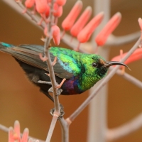 Nektarnik czarnoskrzydły - Cinnyris mariquensis - Marico Sunbird