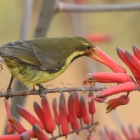 Nektarnik czarnoskrzydły - Cinnyris mariquensis - Marico Sunbird