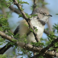 Nikornik obrożny - Apalis thoracica - Bar-throated Apalis
