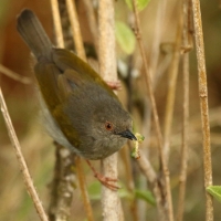 Beczak szarogrzbiety - Camaroptera brevicaudata - Grey-backed Camaroptera