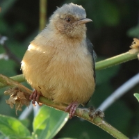 Akacjówek - Phyllolais pulchella - Buff-bellied Warbler