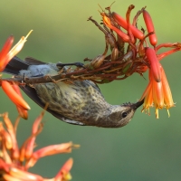 Nektarnik czarnoskrzydły - Cinnyris mariquensis - Marico Sunbird