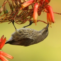 Nektarnik czarnoskrzydły - Cinnyris mariquensis - Marico Sunbird