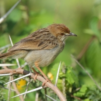 Chwastówka krępa - Cisticola robustus - Stout Cisticola