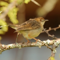 Chwastówka krępa - Cisticola robustus - Stout Cisticola