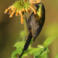Nektarnik brązowy - Nectarinia kilimensis - Bronzy Sunbird
