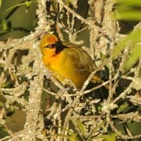 Wikłacz okularowy - Ploceus ocularis - Spectacled Weaver