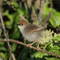Chwastówka górska - Cisticola hunteri - Hunter's Cisticola