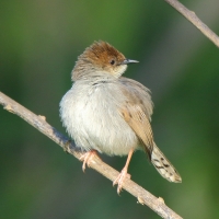 Chwastówka górska - Cisticola hunteri - Hunter's Cisticola
