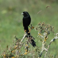 Baletnik - Euplectes jacksoni - Jackson's Widowbird