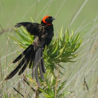 Wikłacz półobrożny - Euplectes ardens - Red-collared Widowbird