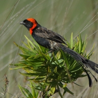 Wikłacz półobrożny - Euplectes ardens - Red-collared Widowbird