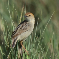 Chwastówka rechocząca - Cisticola chiniana - Rattling Cisticola