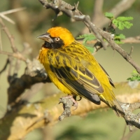 Wikłacz łuskowany - Ploceus spekei - Speke's Weaver