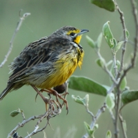 Szponnik żółtogardły - Macronyx croceus - Yellow-throated Longclaw