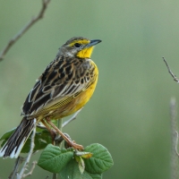 Szponnik żółtogardły - Macronyx croceus - Yellow-throated Longclaw