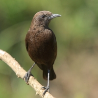 Smolarek brunatny - Myrmecocichla aethiops - Northern Anteater-Chat