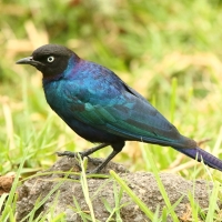 Błyszczak purpurowosterny - Lamprotornis purpuroptera - Rüppell's Glossy Starling