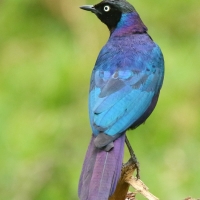 Błyszczak purpurowosterny - Lamprotornis purpuroptera - Rüppell's Glossy Starling
