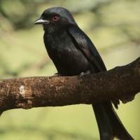 Dziwogon żałobny - Dicrurus adsimilis - Fork-tailed Drongo