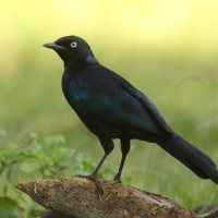 Błyszczak purpurowosterny - Lamprotornis purpuroptera - Rüppell's Glossy Starling