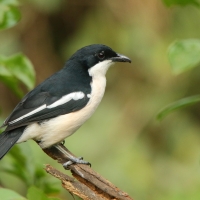 Dzierzyk zaroślowy - Laniarius aethiopicus - Tropical Boubou