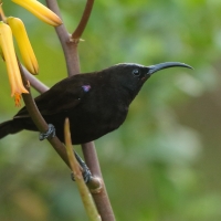 Nektarnik ametystowy - Chalcomitra amethystina - Amethyst Sunbird