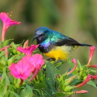 Nektarnik fioletowy - Cinnyris venustus - Variable Sunbird