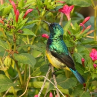 Nektarnik fioletowy - Cinnyris venustus - Variable Sunbird