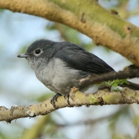 Mucharka białooka - Melaenornis fischeri - White-eyed Slaty Flycatcher