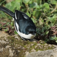 Dzierzyk zaroślowy - Laniarius aethiopicus - Tropical Boubou