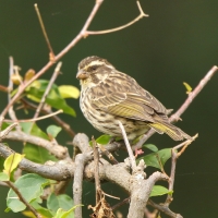 Afrokulczyk kreskowany - Crithagra striolata - Streaky Seedeater
