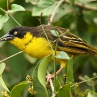 Wikłacz złotoczelny - Ploceus baglafecht - Baglafecht Weaver