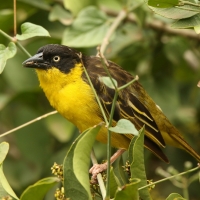 Wikłacz złotoczelny - Ploceus baglafecht - Baglafecht Weaver