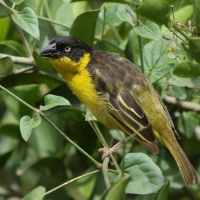 Wikłacz złotoczelny - Ploceus baglafecht - Baglafecht Weaver