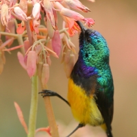 Nektarnik fioletowy - Cinnyris venustus - Variable Sunbird